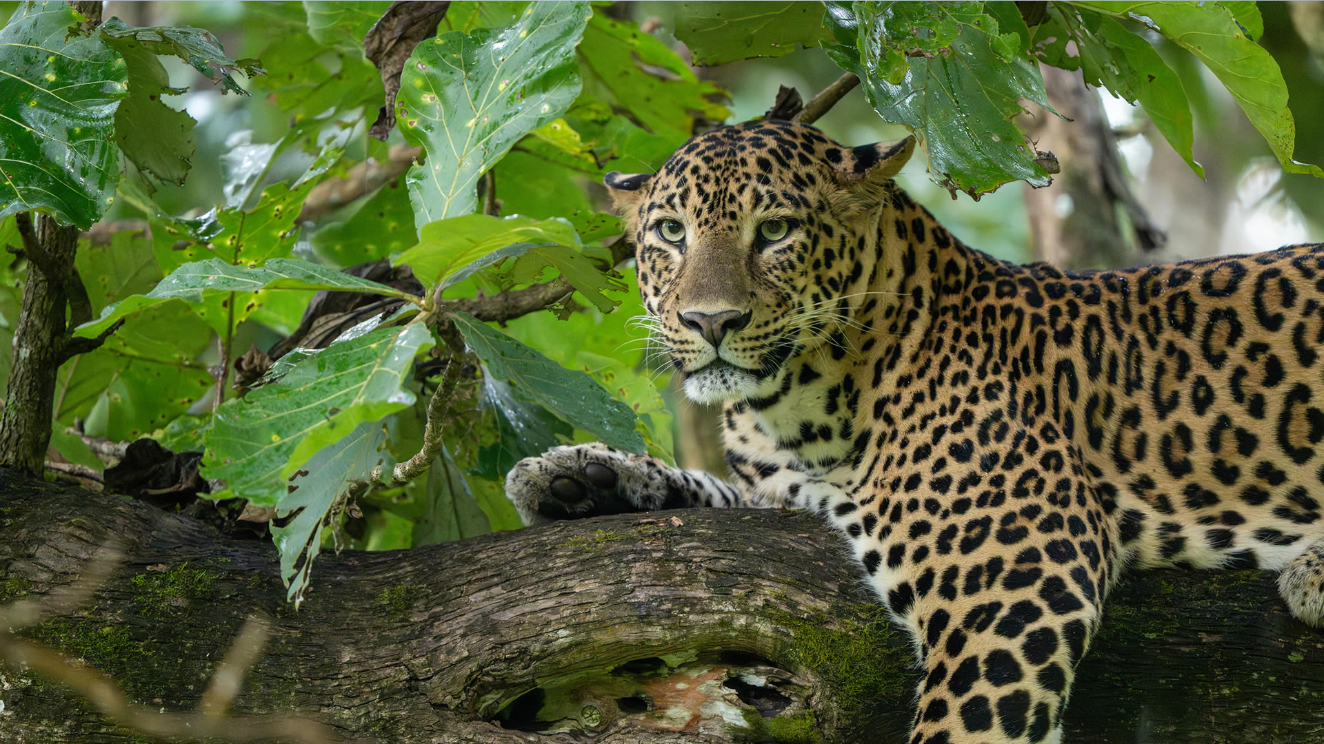 A leopard lying along a mossy branch in wet foliage, one forepaw forward, looking directly at the camera.