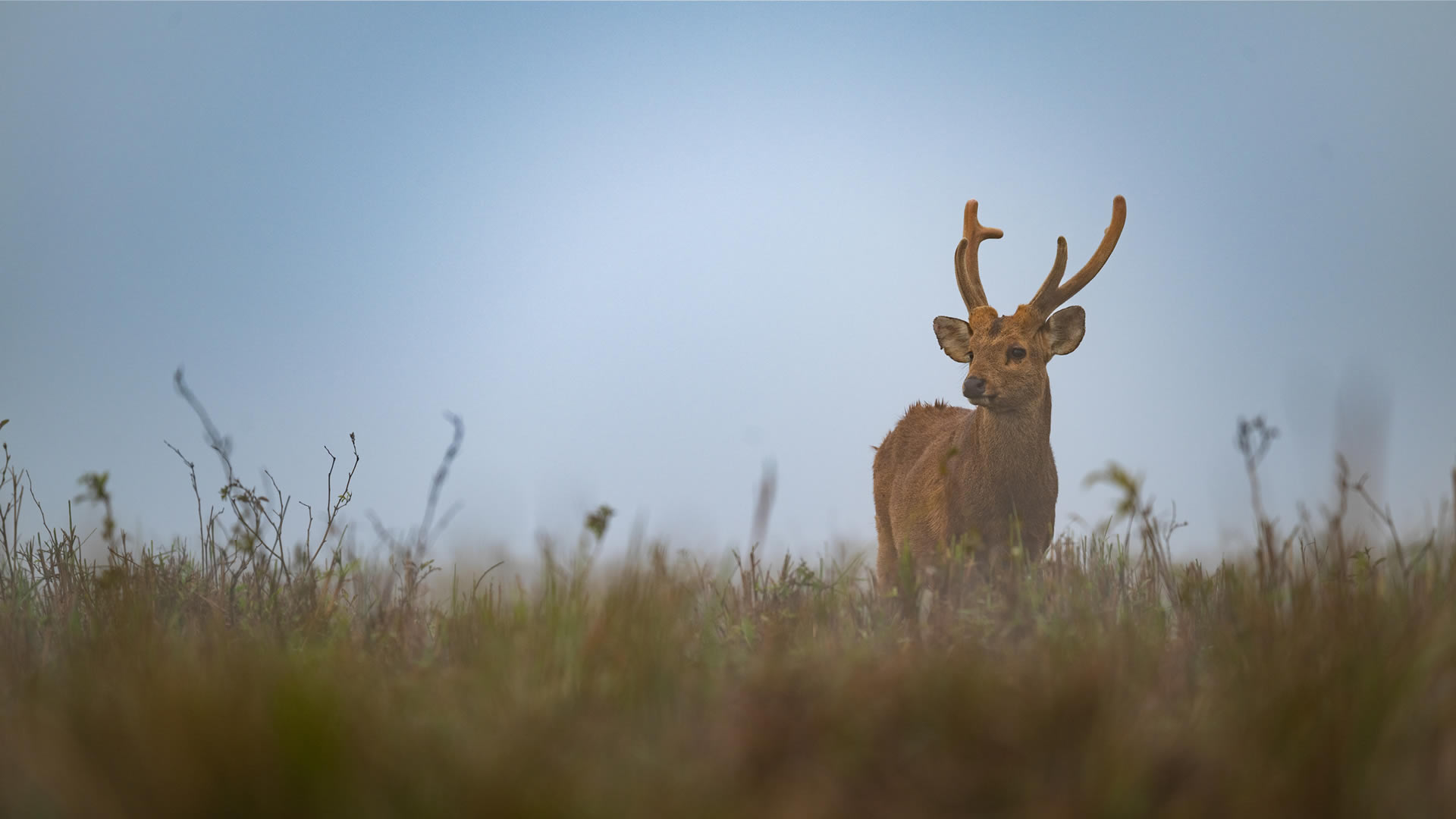A deer with velvet antlers standing in tall grass, surrounded by heavy mist under a pale sky.