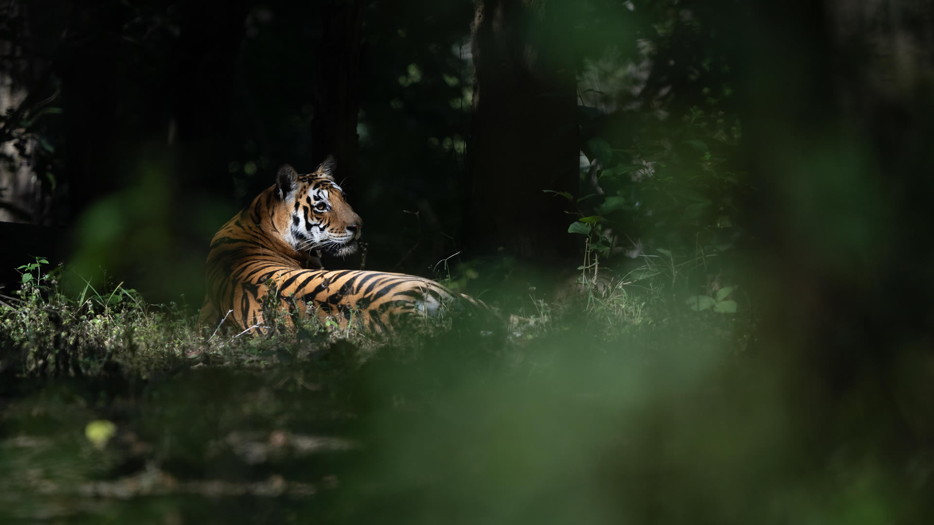 A tiger in deep shade, seen through a screen of foreground leaves.