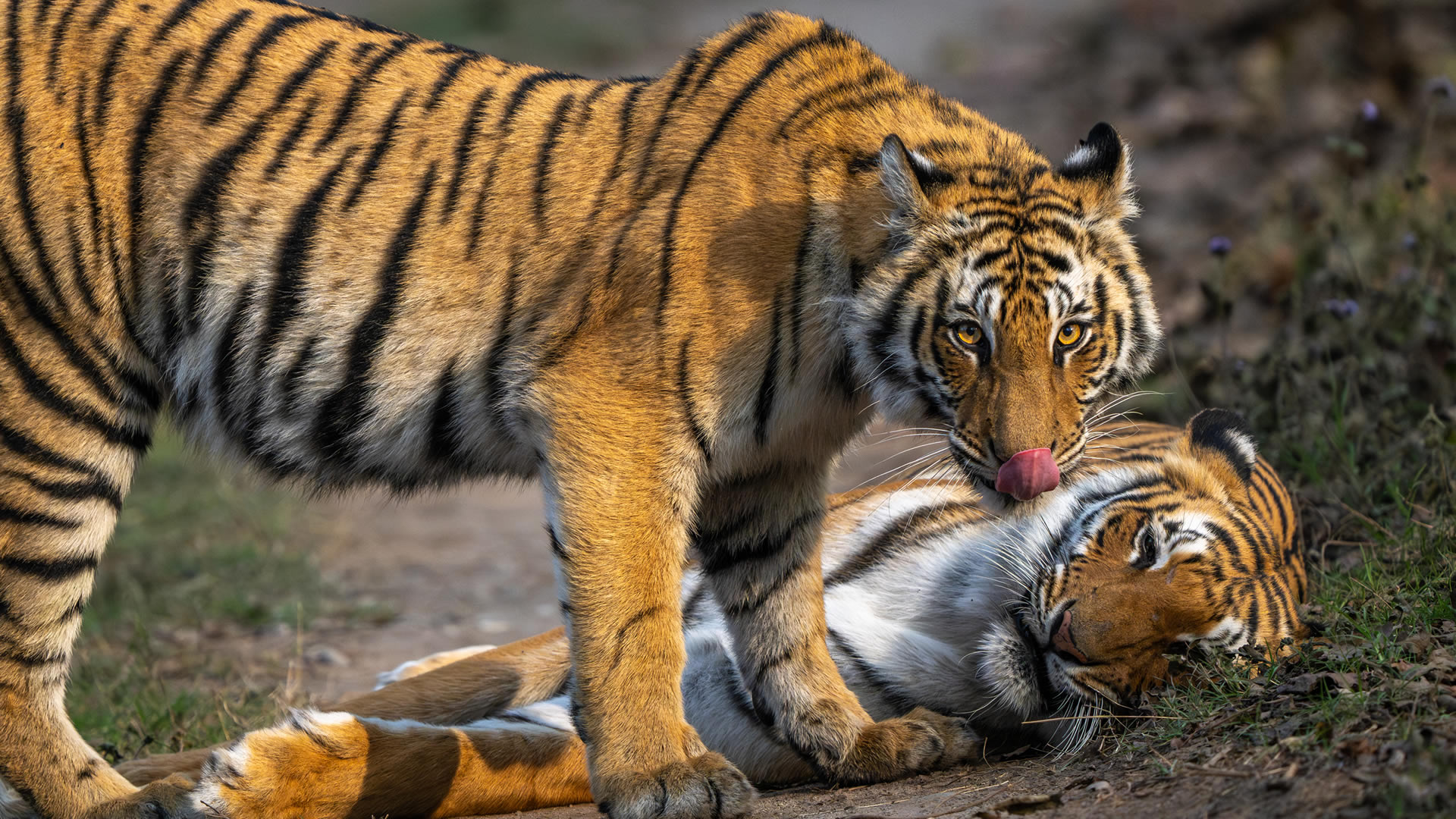Two tigers close together in warm low light, one grooming the other.