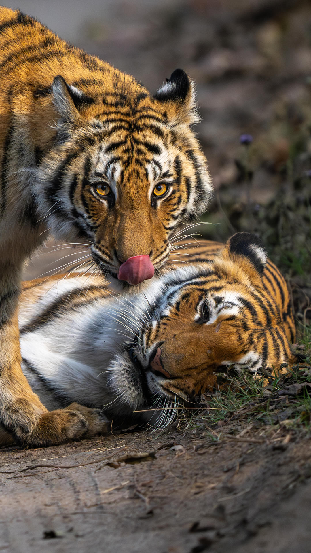 Two tigers in warm low light, framed upright, one leaning into the other.
